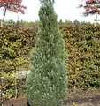 Produktbild: Blaue Kegelzypresse 50-60cm - Chamaecyparis lawsoniana