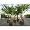 Produktbild: Trachycarpus fortunei 130 - 150 cm Palme Hanfpalme, winterhart bis -18°C