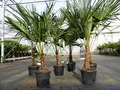 Produktbild: gruenwaren jakubik Trachycarpus fortunei 130-150 cm Palme Hanfpalme, winterhart bis -18°C