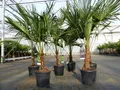 Produktbild: gruenwaren jakubik Baum Trachycarpus fortunei 130 - 150 cm Palme Hanfpalme, winterhart