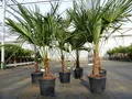 Produktbild: Trachycarpus fortunei 130 - 150 cm Palme Hanfpalme, winterhart bis -18°C