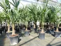 Produktbild: ANGEBOT: Trachycarpus fortunei 140 cm Palme Hanfpalme, winterhart bis -18°C