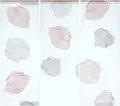 Produktbild: Clever-Kauf-24 Mini Flächenvorhang Set, 3-teilig, Blättermotiv, cremeweiß Transparent, 30x60/80cm, Tunnelzug, Polyester
