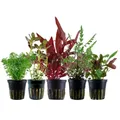 Produktbild: AquaOne Aquarium Pflanzen I 5X Wasserpflanzen I Mittelgrund Aquarienpflanzen I Alternanthera Bacopa Limnophila Hygrophila I Set mit 5 Mittelgrundpflanzen
