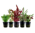 Produktbild: Aquaone Wasserpflanze Pflanzen Set mit 5 Mittelgrund Wasserpflanzen Nr.204