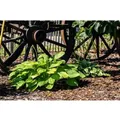 Produktbild: Hosta Plantaginea Grandiflora Duftende Funkie Ca. 11x11 cm Topf