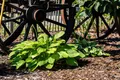 Produktbild: Pflanzen für Dich Staude Hosta plantaginea Grandiflora, 1 St., Duftende Funkie, Duft-Funkie