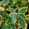 Produktbild: Wintergrüne Ölweide Viveleg 40-60cm - Elaeagnus ebbingei