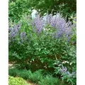 Produktbild: Vitex Agnus-Castus Mönchspfeffer 40–60 cm