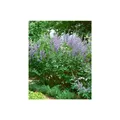 Produktbild: Vitex agnus-castus, Mönchspfeffer, 40–60 cm