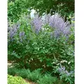 Produktbild: Vitex agnus-castus c 3 40-60