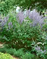 Produktbild: Vitex agnus-castus 40-60 cm – Winterhart, Mehrjährig, Pflegeleicht – Mönchspfeffer – Zierstrauch für Garten & Beet