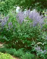 Produktbild: Pflanzen für Dich Gehölze Vitex agnus-castus, 1 St., Mönchspfeffer, Keuschbaum, Keuschlamm, Abrahamstrauch