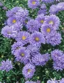 Produktbild: Aster novi-belgii 'Schöne von Dietlikon', Herbstaster, ca. 9x9 cm Topf
