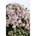 Produktbild: Viburnum Tinus Eve Price Lorbeer-Schneeball Immergrün 40–60 cm