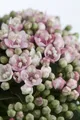 Produktbild: Viburnum tinus 'Eve Price', Lorbeer-Schneeball, immergrün, 40–60 cm