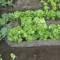 Produktbild: Mein schöner Garten DE GardenWool Schneckenbremse 18082
