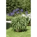 Produktbild: Agapanthus Africanus Schmucklilie Blau Ca 9x9 cm Topf