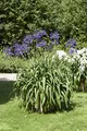 Produktbild: Agapanthus africanus 9x9 cm Topf – Mehrjährig, Pflegeleicht – Afrikanische Schmucklilie – Kübelpflanze für Terrasse & Balkon