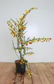 Produktbild: Pflanzen für Dich Gehölze Cytisus scoparius Dragonfly, 1 St., Besen-Ginster, Besenginster, Geißklee