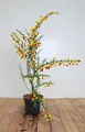 Produktbild: Cytisus scoparius 'Dragonfly', Besenginster, gelb-rot, 30–40 cm