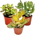 Produktbild: Exotenherz Geldbaum-Set 3 Verschiedene Crassula-Arten im 12cm Topf
