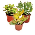 Produktbild: Exotenherz Geldbaum-Set, 3 verschiedene Crassula-Arten im 12cm Topf