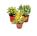 Produktbild: Exotenherz Kaktus Geldbaum-Set, 3 verschiedene Crassula-Arten im 12cm Topf