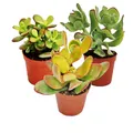Produktbild: Exotenherz - Geldbaum-Set, 3 verschiedene Crassula-Arten im 12cm Topf