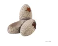 Produktbild: Exo Terra Terrariendeko Dinosaur Eggs - fossiles Versteck, 14 x 11,5 x 11 cm