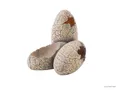 Produktbild: Exo Terra Dinosaur Eggs - Dinosauriereier als Versteck für Reptilien 14x11x11cm