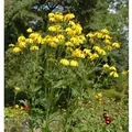 Produktbild: Fallschirm Rudbeckia Herbstsonne - Rudbeckia nitida