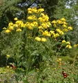 Produktbild: Fallschirm Rudbeckia Herbstsonne - Rudbeckia nitida