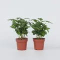 Produktbild: Plant in a Box - Kaffeepflanze - 4 Stk - Coffea arabica - Höhe 25-40cm - Topf 12cm