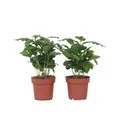 Produktbild: Plant in a Box - Coffea arabica - Kaffeeplanze - Zimmerpflanzen - Grüne blühende pflanze - 4er Set - Topf 12cm - Höhe 25-40cm