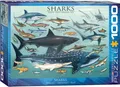 Produktbild: EUROGRAPHICS PUZZLE HAIE 1000 TEILE