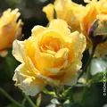 Produktbild: Kletterrose 'Sommergold ®' ist eine leuchtend goldgelbe und duftende Rose aus Zü