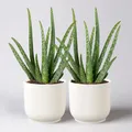 Produktbild: Aloe vera in Übertopf Vibes weiß, Topf-Ø 12 cm, Höhe ca. 35 cm, 2er-Set