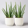 Produktbild: Aloe vera in Übertopf Vibes weiß, Topf-Ø 12 cm, Höhe ca. 35 cm, 2er-Set