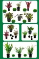 Produktbild: Sahawa Aquarienpflanzen-Set, 3-6 Topfpflanzen, Anubias, Farn, Stengelpflanzen, Mooskugeln, 5 cm Töpfe (Nr. 13 3 Pflanzen)