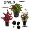 Produktbild: Sahawa Aquarienpflanzen  3 Topfpflanzen Set Nr. 13  rote Wasserpflanzen +3 MK