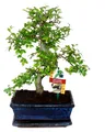 Produktbild: Bonsai Chinesische Ulme - Ulmus parviflora - ca. 8 Jahre