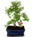 Produktbild: Exotenherz Bonsai Chinesische Ulme Ulmus Parviflora ca. 8 Jahre