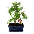Produktbild: Bonsai Chinesische Ulme - Ulmus parviflora - ca. 8 Jahre