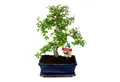 Produktbild: Exotenherz Zimmerpflanze Bonsai Chinesische Ulme - Ulmus parviflora - ca. 8 Jahre