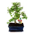 Produktbild: Exotenherz - Bonsai Chinesische Ulme - Ulmus parviflora - ca. 8 Jahre