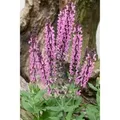 Produktbild: Salvia Nemorosa Rose Queen Steppen-Salbei Ca. 9x9 cm Topf