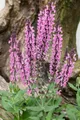Produktbild: Salvia nemorosa 'Rose Queen' 9x9 cm Topf – Winterhart, Mehrjährig, Pflegeleicht – Steppen-Salbei – Beetstaude für Garten & Rabatte