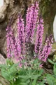 Produktbild: Pflanzen für Dich Staude Salvia nemorosa Rose Queen, 1 St., Steppen-Salbei, Wiesensalbei