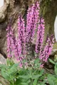 Produktbild: Salvia nemorosa 'Rose Queen', Steppensalbei, rosa, ca. 9x9 cm Topf